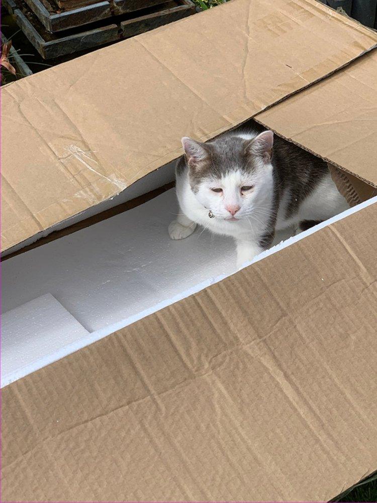 Cat in a box