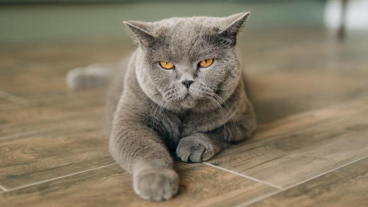 A grey cat lying on a wooden floor. It's orange eyes are looking at the camera. 