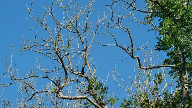 Ash dieback at the tops of unidentified trees with a blue sky behind