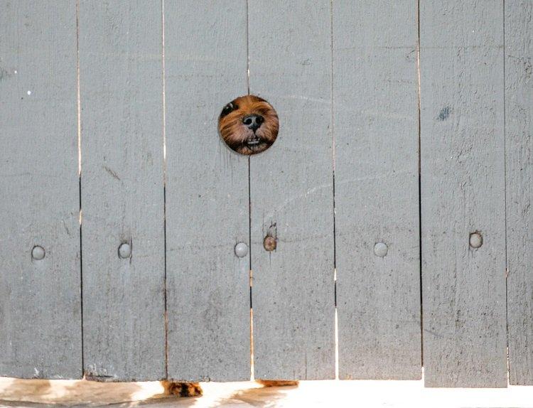 dog peeping through a fence