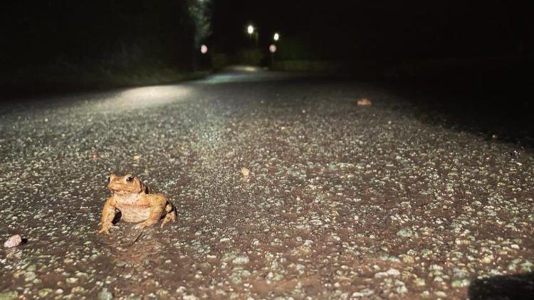 Toads in the road