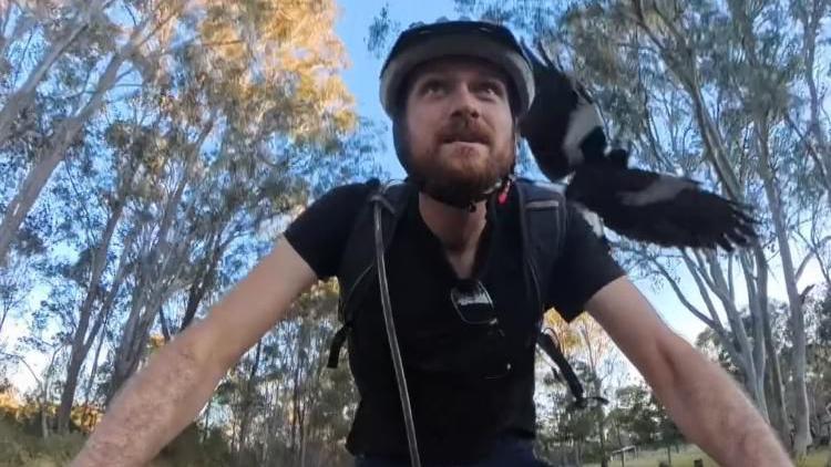 A still from a video showing a man who appears to be riding a bike along a tree-lined road, wearing a helmet and a dark t-shirt. Over his left shoulder is a magpie, its wings spread, which appears to be swooping down on him.
