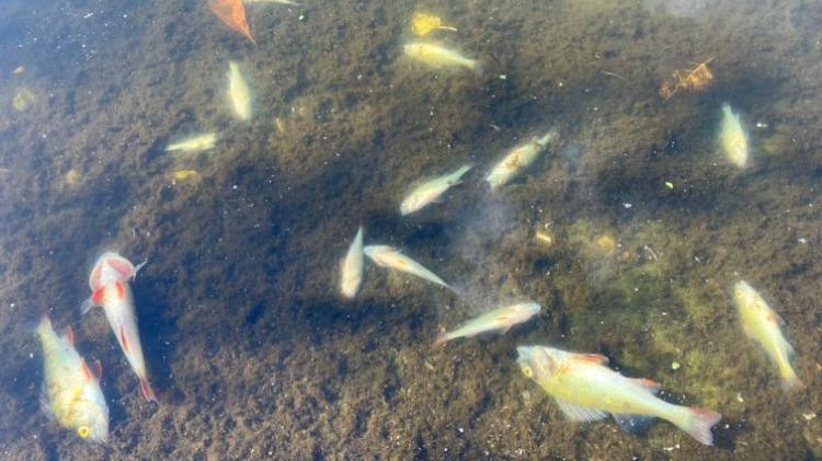 Dozens of dead fish float on the surface of a pool