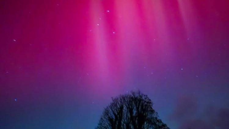 Shards of light pierce a pink sky with the outline of the top of a tree below.