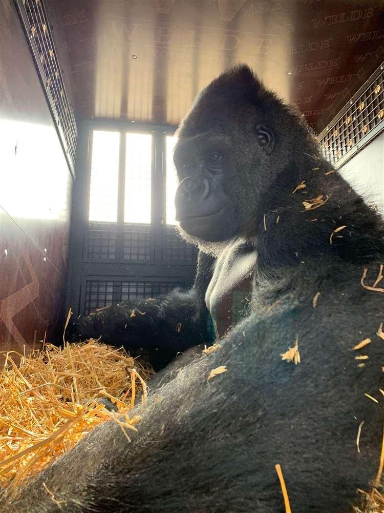 Joshi in his transport crate ready for the journey to Congo