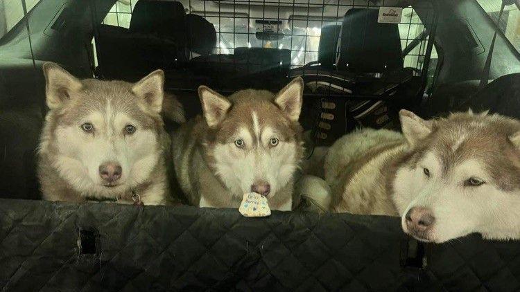 Three huskies in the back of a car with a painted rock in front