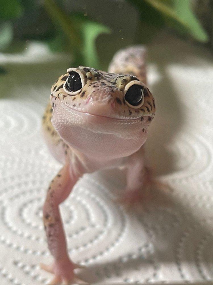 Gecko