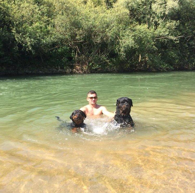 Ibish Peri swimming with his dogs