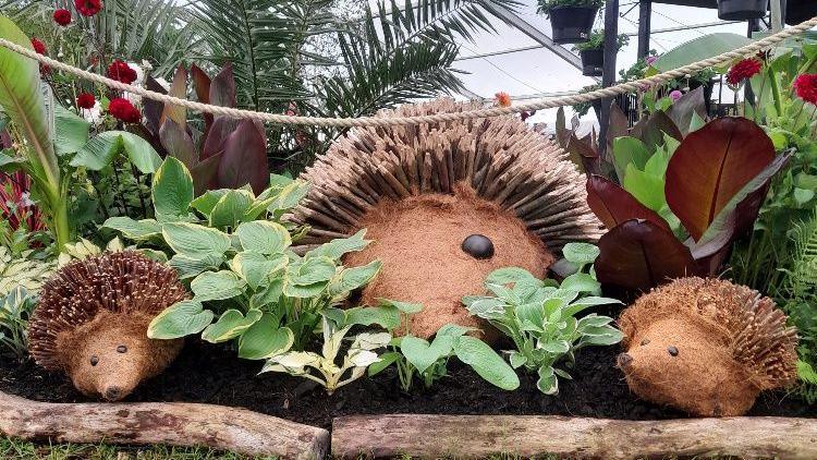 Denzil with two smaller restored hedgehogs at the Royal Cornwall Show