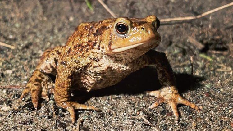 A toad in the road