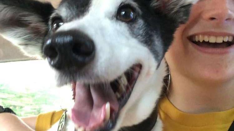 A black and white dog with its mouth open