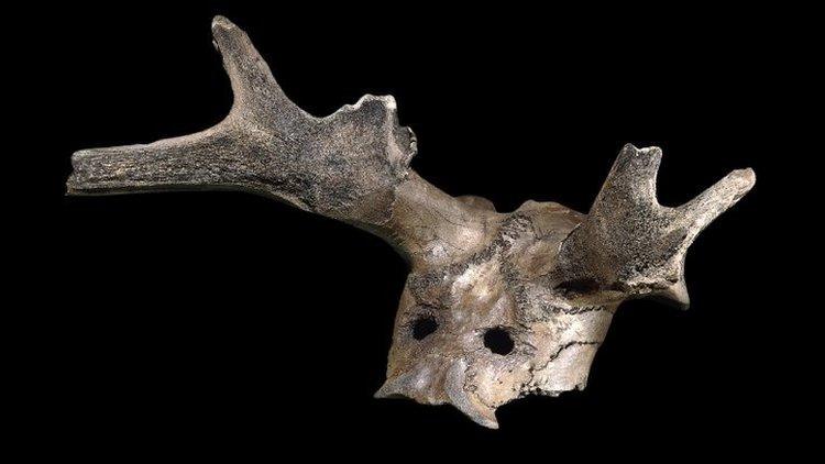 Deer antler headdress found at Star Carr