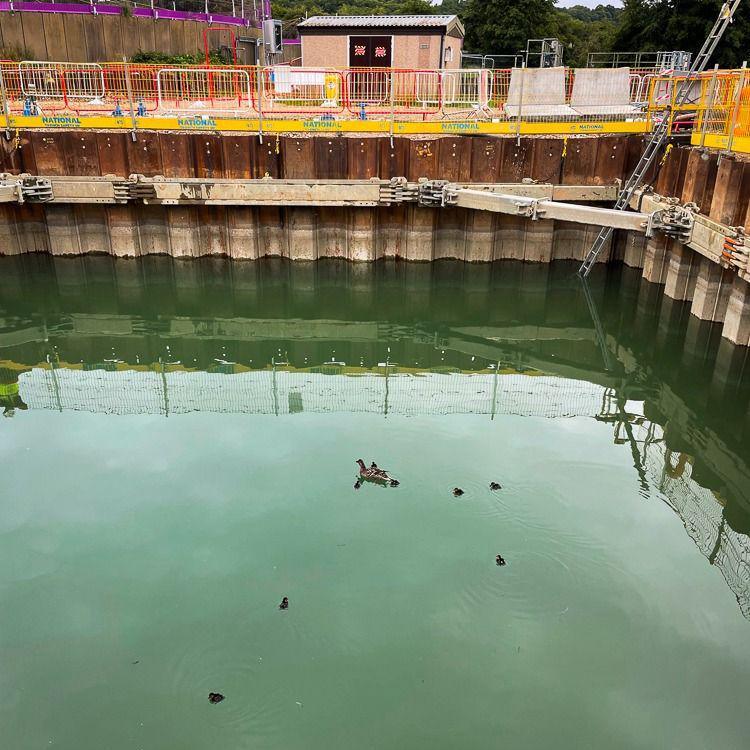 The ducklings before being rescued