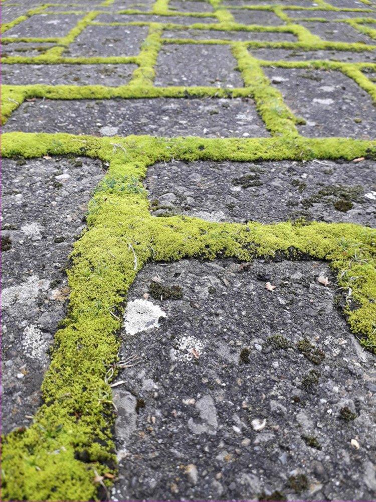 Moss on a path