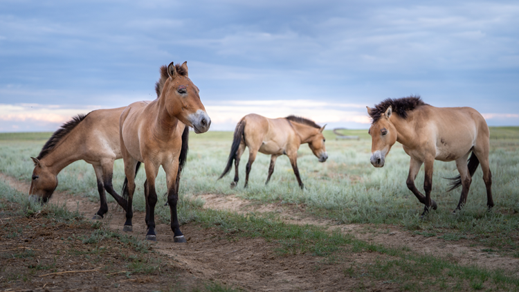 A group of four Przewalski's Horses on a grassy plain in Kazakhstan