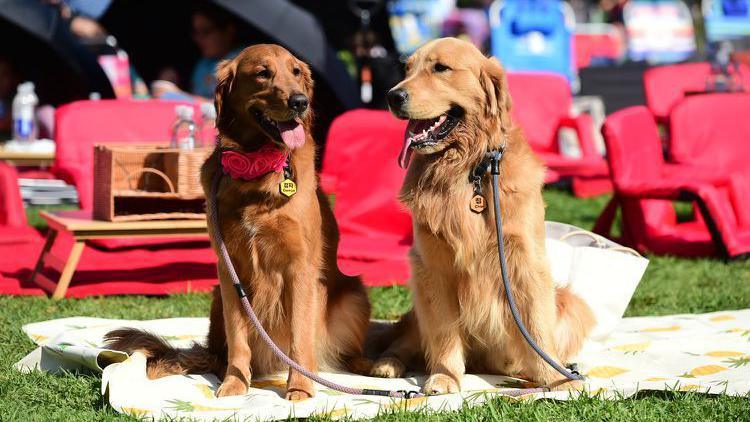  Dogs at the Autry Museum of the American West screening in Los Angeles.