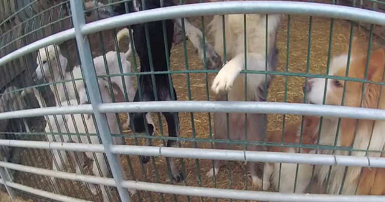 Dogs of a variety of breeds in a caged environment, some on their hind legs with straw on the floor.