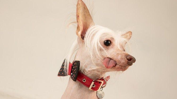 Muppet- a white non-furry dog wearing a red collar and a black bow sitting on a yellow cushion