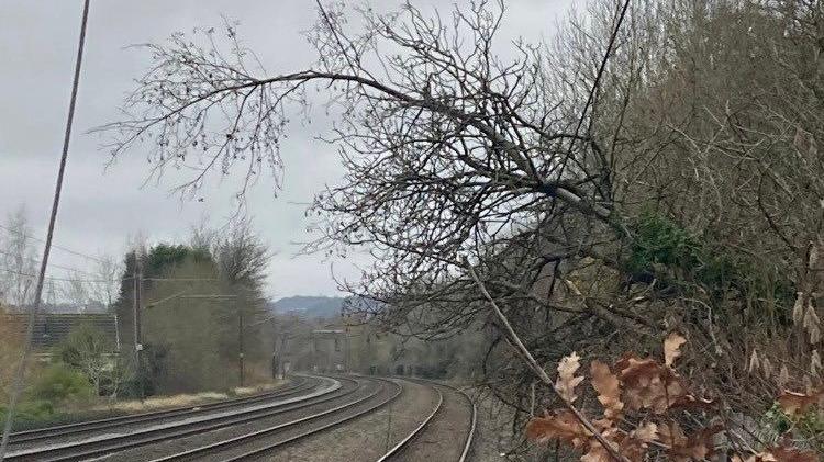 A tree leaning on overhead wires above a railway track. The tracks curve away in the distance, in between trees and bushes. 