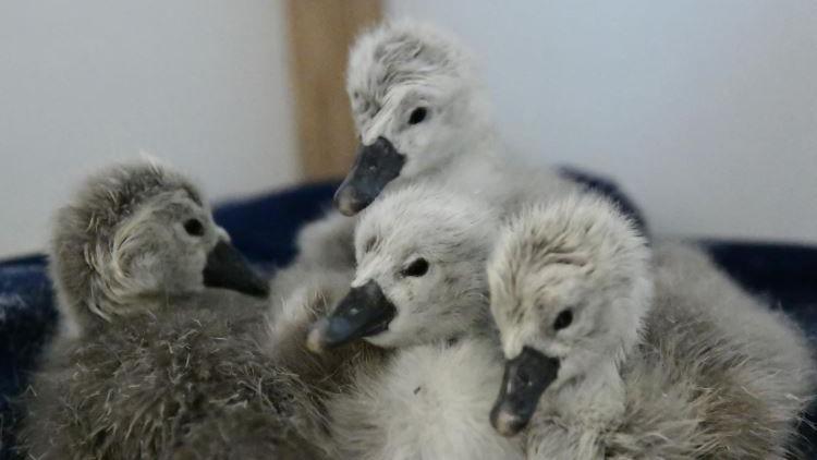 Four fluffy grey chicks with dark grey beaks