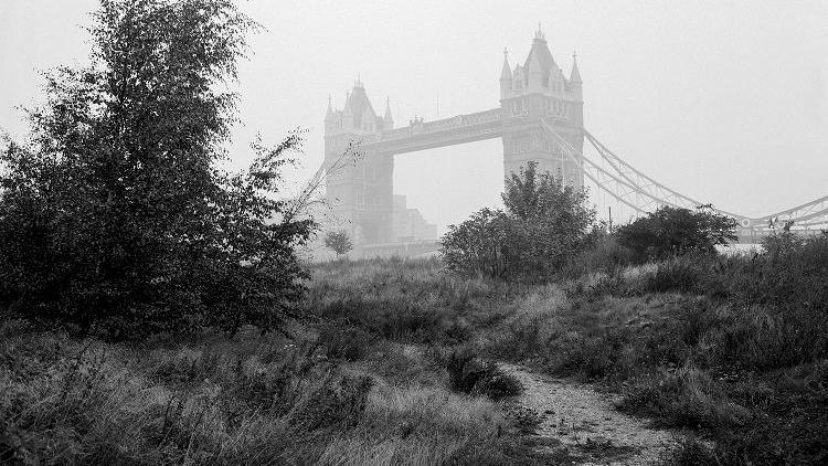 A black and white picture showing a piece of natural land with shrubs and Tower Bridge in the background