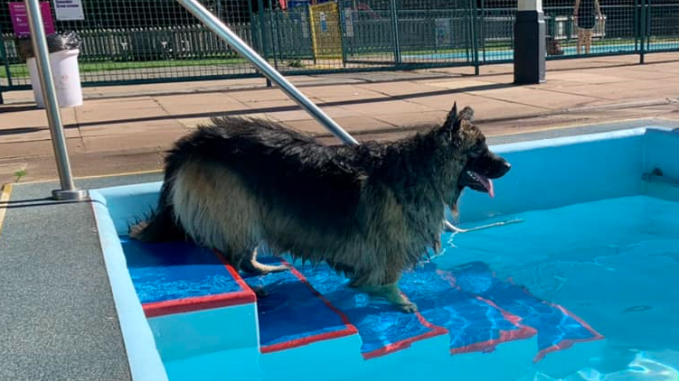 A dog walks down the steps into the lido. Its front paws are in the water. The dog looks like it could be a German Shepherd.