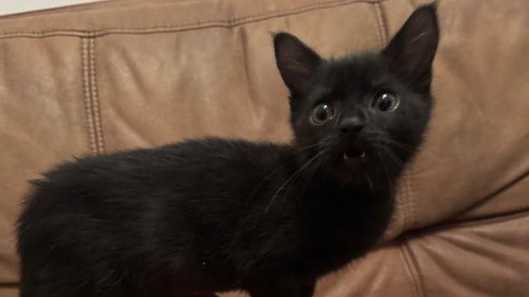 A black kitten sitting on a brown leather couch