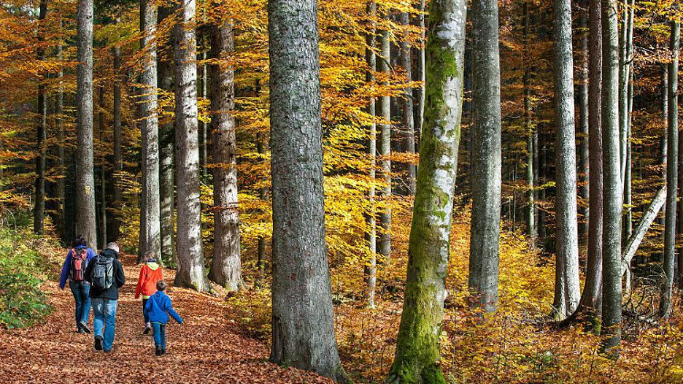 A family of four walking through a forest in the autumn