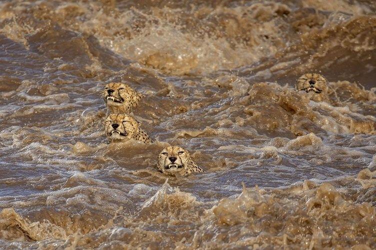 cheetahs-in-water.