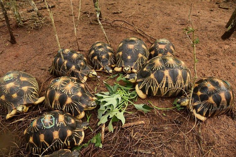 radiated tortoises