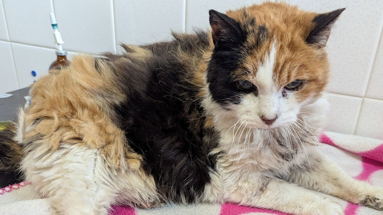 A brown, black and white cat sat on a table with a pink and white blanket on it