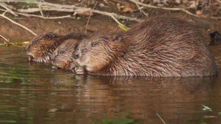 A female beaver in the water with her two kits next to her