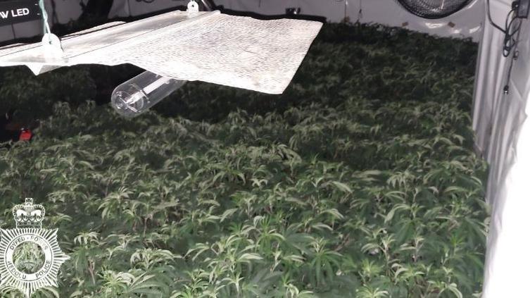 A picture of a cannabis farm with a dozens of green plants at bottom, and a large lamp hanging above