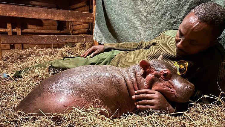 A baby hippo snuggles next to a man in green clothing lying on dry grass