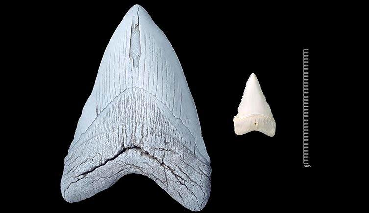 megalodon-tooth