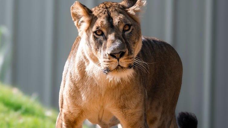 A large cat stares directly at the camera with her head tilted to the side. She is in an enclosure on a sunny day. Behind her is a grey fence and grass is visible.