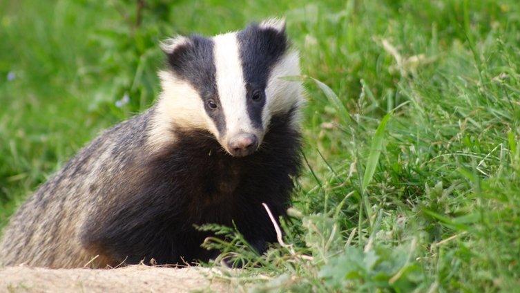 Badger