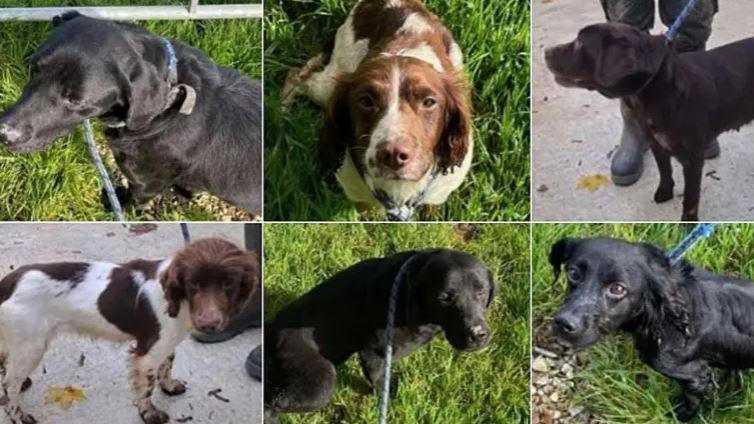 Six dogs in a composite image. In the top left is a black dog with a blue lead, the top middle is a brown and white dog with long ears and the top right is a black dog looking away from the camera. The bottom left is a brown and white dog, the bottom middle is a back dog with a lead and the bottom right is a black dog with curly fur on its ears