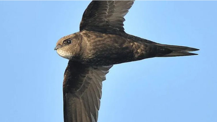 Swift in the sky