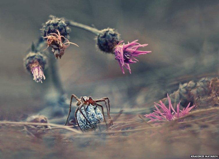 Welcome to the world of the spider by Krasimir Matarov