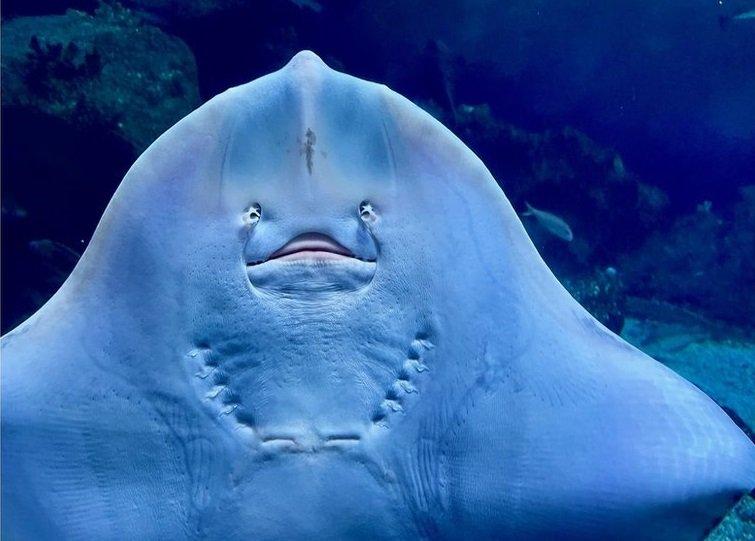 a stingray looks like it's smiling at the camera underwater