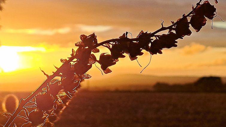 A stem of a plant with bell-like flowers coming off it is silhouetted against the sun setting behind it, turning the sky to yellow and orange.