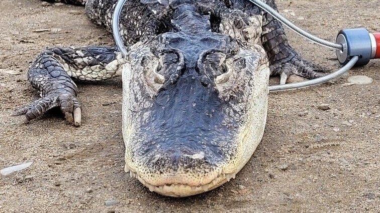 The captured alligator