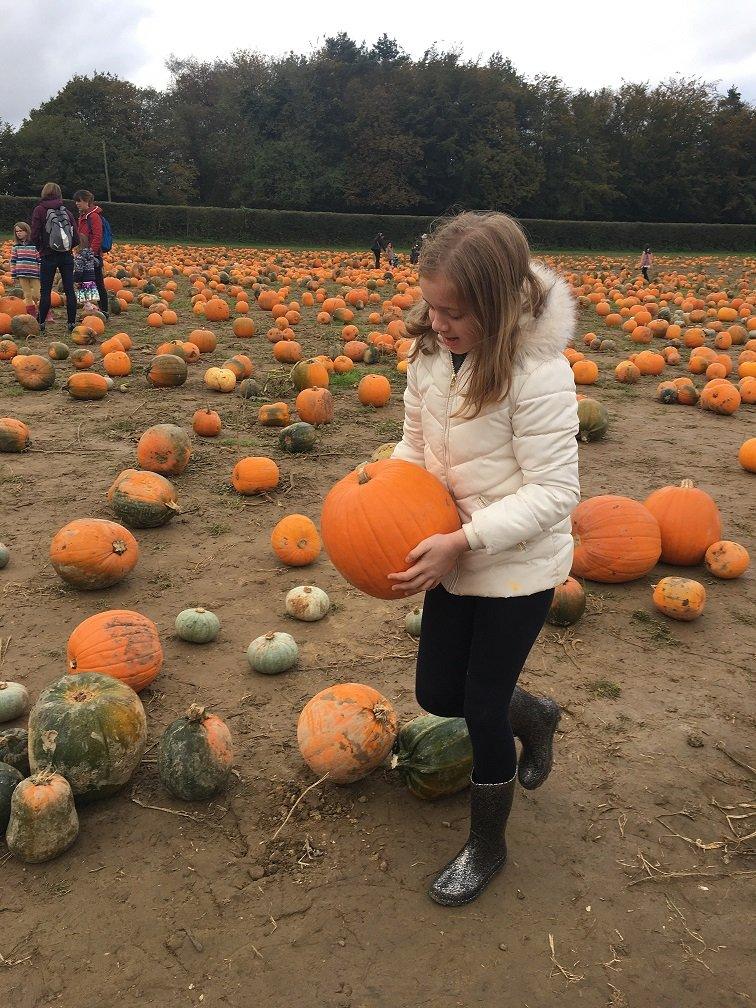 pumpkin farm