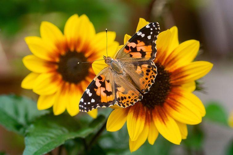 painted lady butterfly