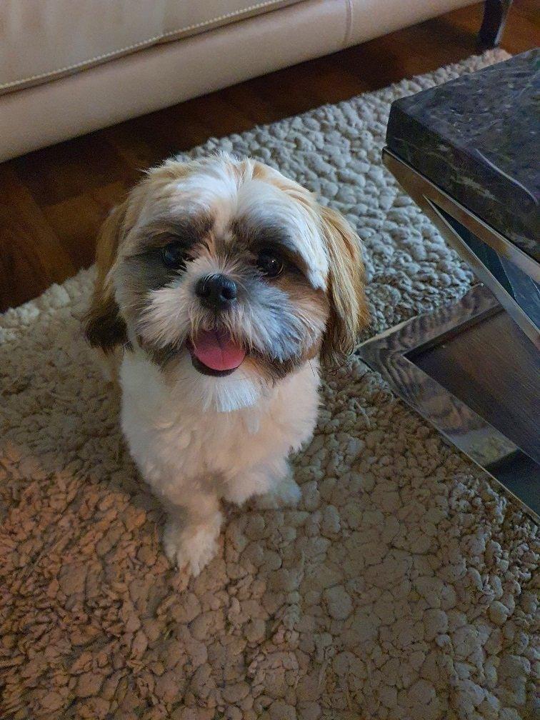 shih tzu