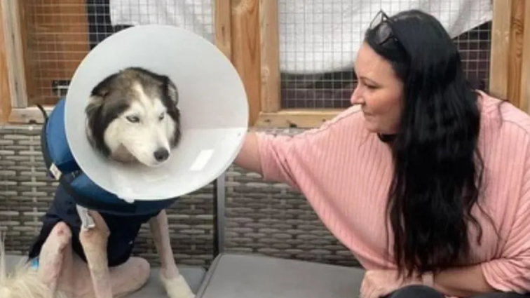 A black and white dog wearing a cone. The bottom half of the dog is completely shaved with various scars. It is being stroked by a woman with dark long hair and wearing a pink jumper.