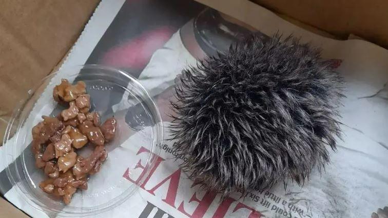 A bobble from a hat which looks like a hedgehog, sits on a piece of newspaper in a box. A bowl of wet cat food is next to it. 