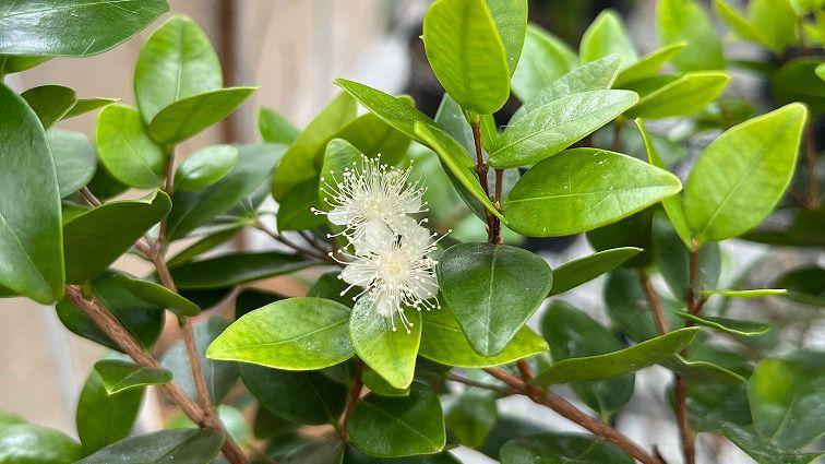 Angle-stemmed myrtle.