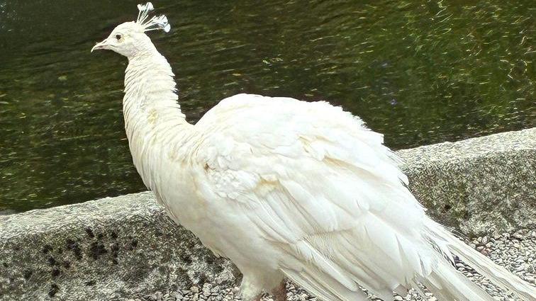 A white feathered bird looks away over a body of water. The bird has a long hear and spiky looking feathers on its head.